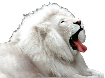 León blanco 