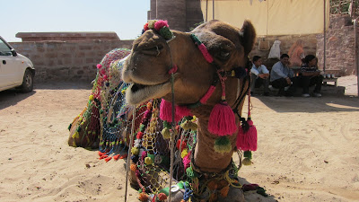 camello-india