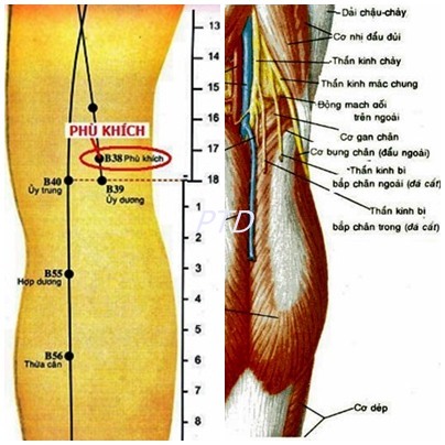 Vị trí huyệt phù khích