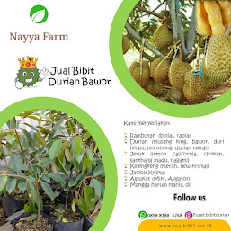 Jual Bibit Durian Bawor di Nayya Farm Cileungsi Bogor, Bekasi, Depok, Jakarta, Setu, Jonggol