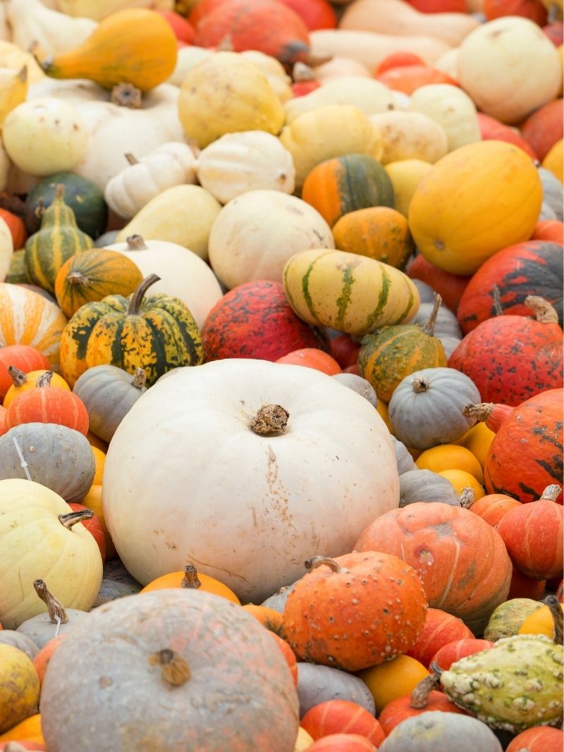 the ultimate guide to growing pumpkins & free Burpee pumpkin guide | On The Creek Blog // www.onthecreekblog.com