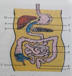 Class 6 - Biology - Digestive System - Exercise And Solutions ~ ICSE