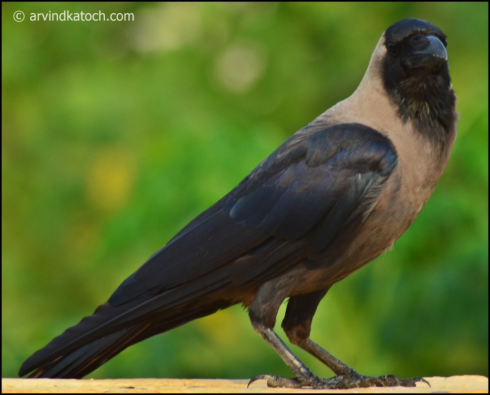 Indian (House) Crow (Corvus Splendens) Pictures, My Experience with