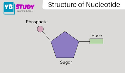 What is nucleotide