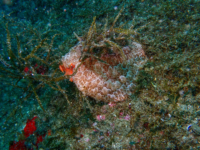 Umbraculum umbraculum Umbraculum umbraculum