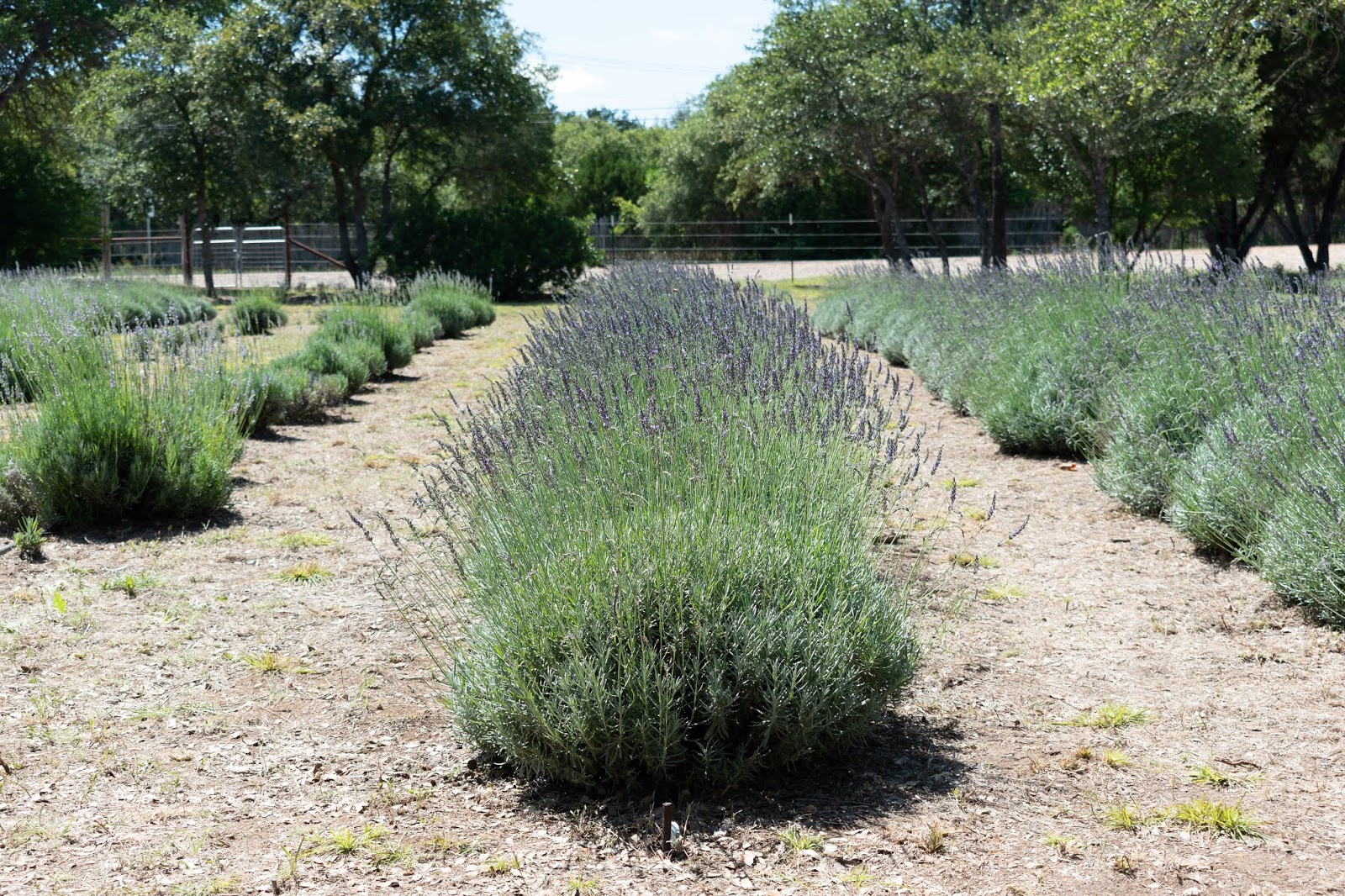Blanco Lavender Festival final photos