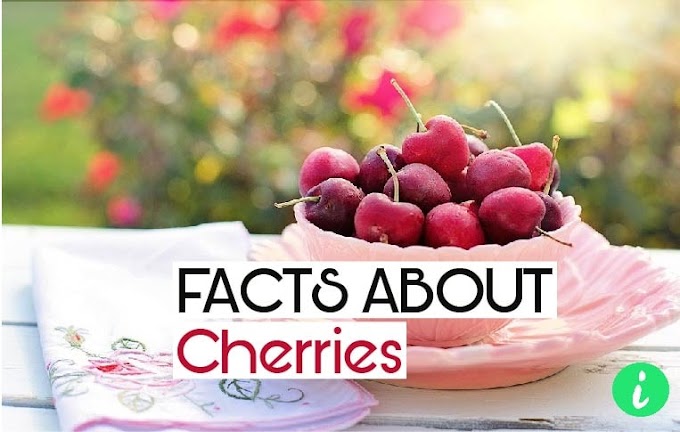 Cherry Facts: 10 Fun Facts About Cherries - InfoHifi