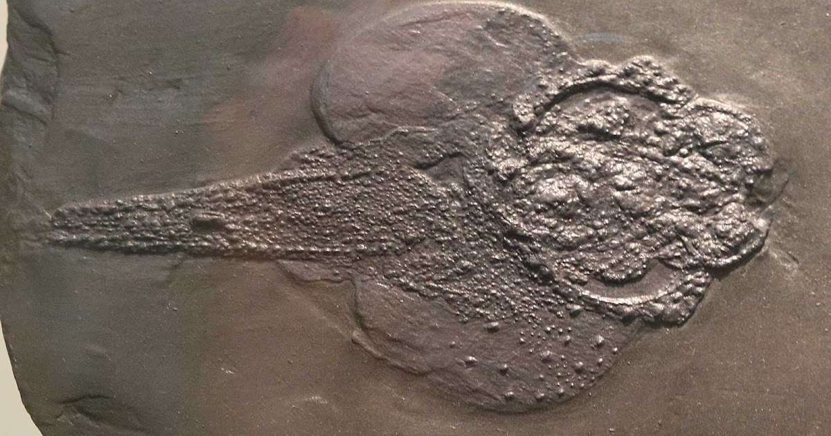 Louisville Fossils and Beyond Gemuendina stuertzi Fish Skeleton Fossil