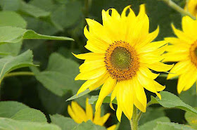 sunflowers, flowers, plants
