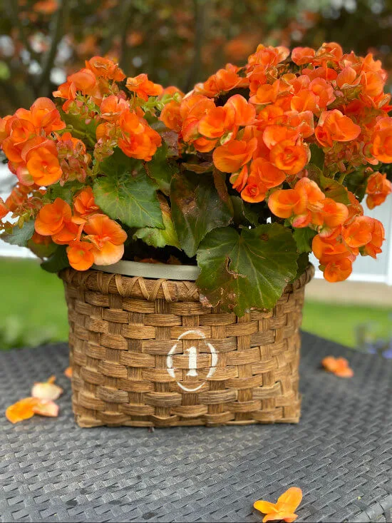 orange begonia in a refurbished basket