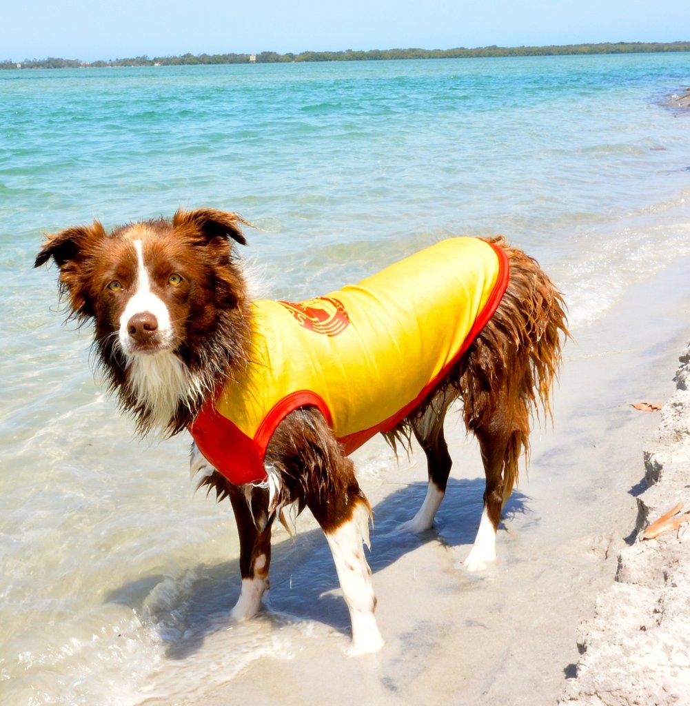 Top 16 Summer Accessories for your Dog Australian Dog Lover