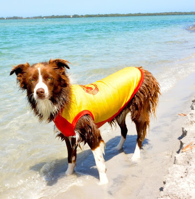 Top 16 Summer Accessories for your Dog | Australian Dog Lover