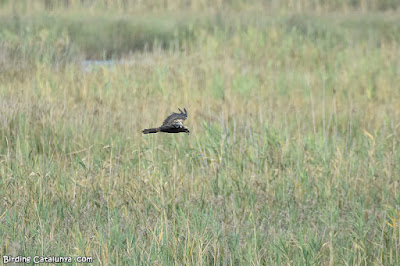 Arpella vulgar (Circus aeruginosus)