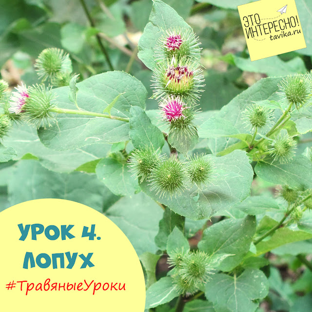 летние занятия ботаникой для детей