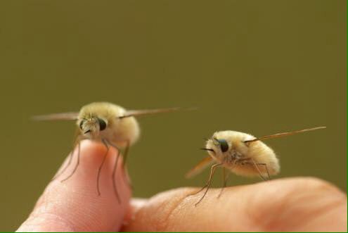 かわいい虫 トラツリアブ 人にも懐く虫 N ミライノシテン