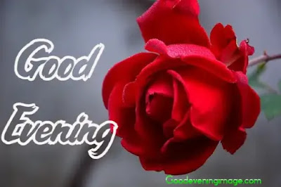 Good Evening Images Flowers Good Evening Images Flowers
