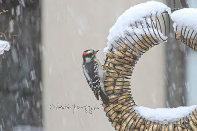 The focus of this photo (taken on a snowy day) is of a Downy woodpecker who is perched on the left side of a bird feeder which is made of coils and shaped like a wreath. Snow has accumulated on top of the feeder and within the feeder. This feeder has the function of “holding” peanuts within a shell. This “scene” occurred in my garden, which is the setting for my book series, “Words In Our Beak.” Info re these books is included in another post within this blog @ https://www.thelastleafgardener.com/2018/10/one-sheet-book-series-info.html