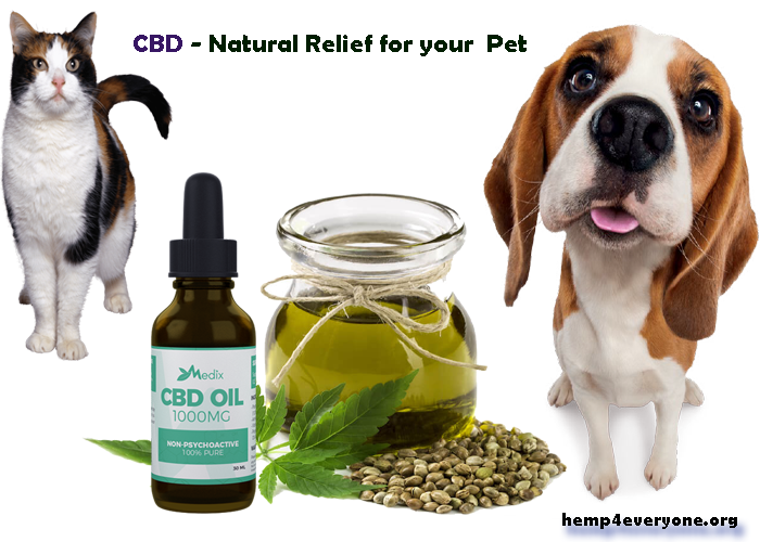 питбуль с хозяином. квартирные собаки.