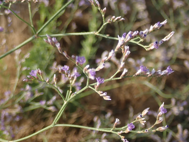 Limonium narbonense Limonium narbonense