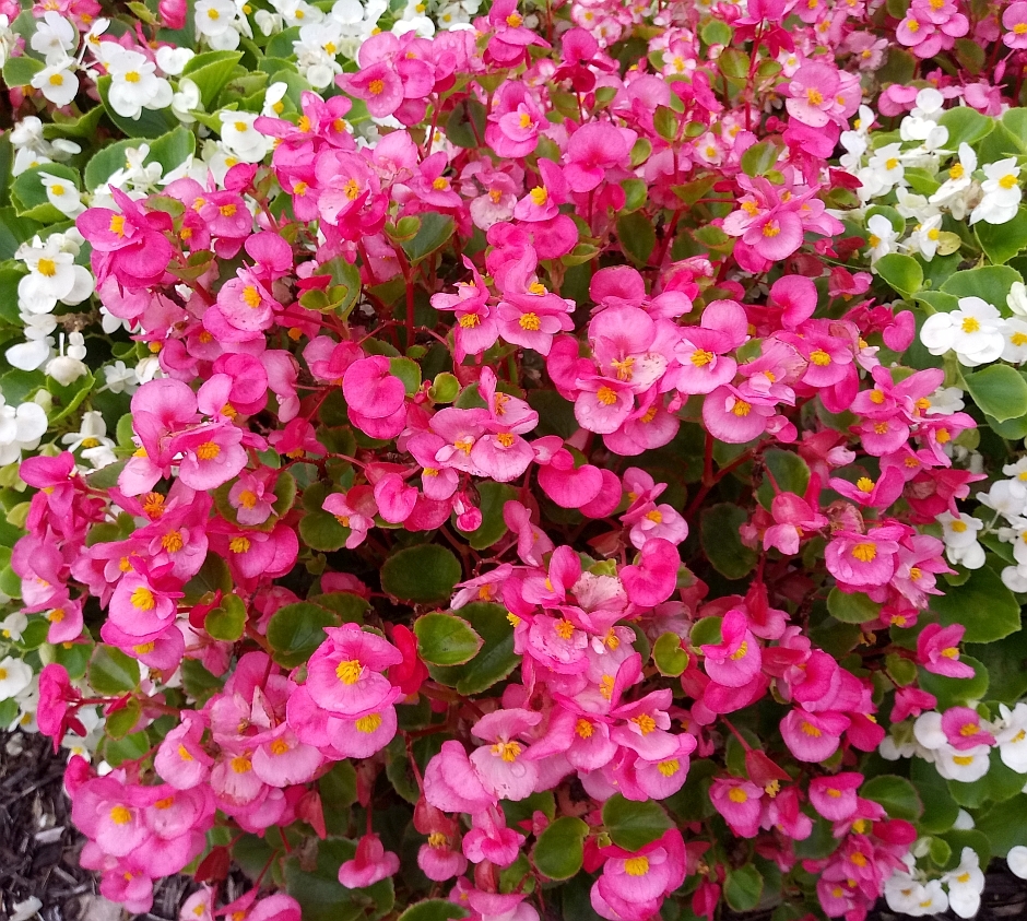 Future Plants by Randy Stewart Hardy Begonia