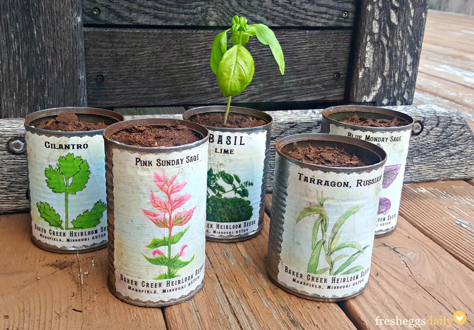 Planting Herbs in DIY Vintage Inspired Tin Cans Fresh Eggs Daily