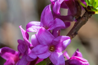 [Thymelaeaceae] Daphne mezereum – Mezereum or February daphne