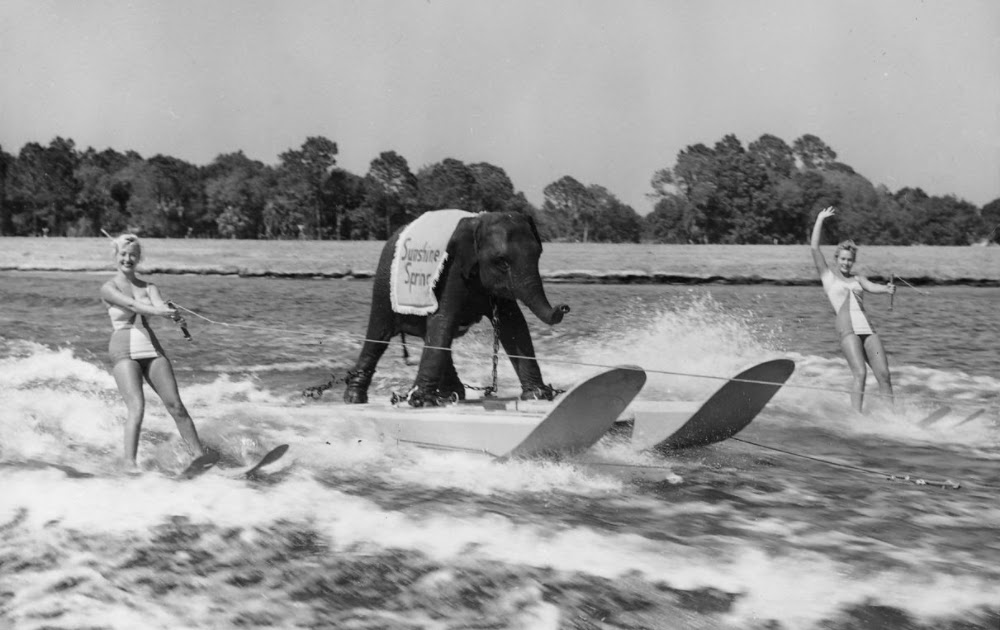 Queenie Waterskiing Elephant 1 