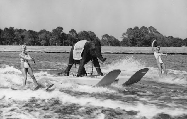 Queenie Waterskiing Elephant 1 