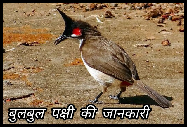 Bulbul Bird Facts In Hindi