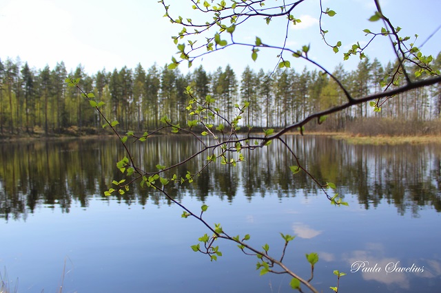 Koivunoksat hiirenkorvalla