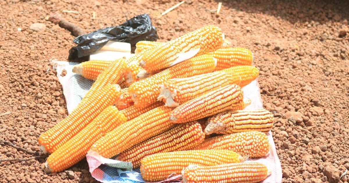 Top 10 Questions on Aflatoxin