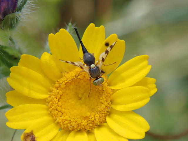 Urophora sp Urophora sp