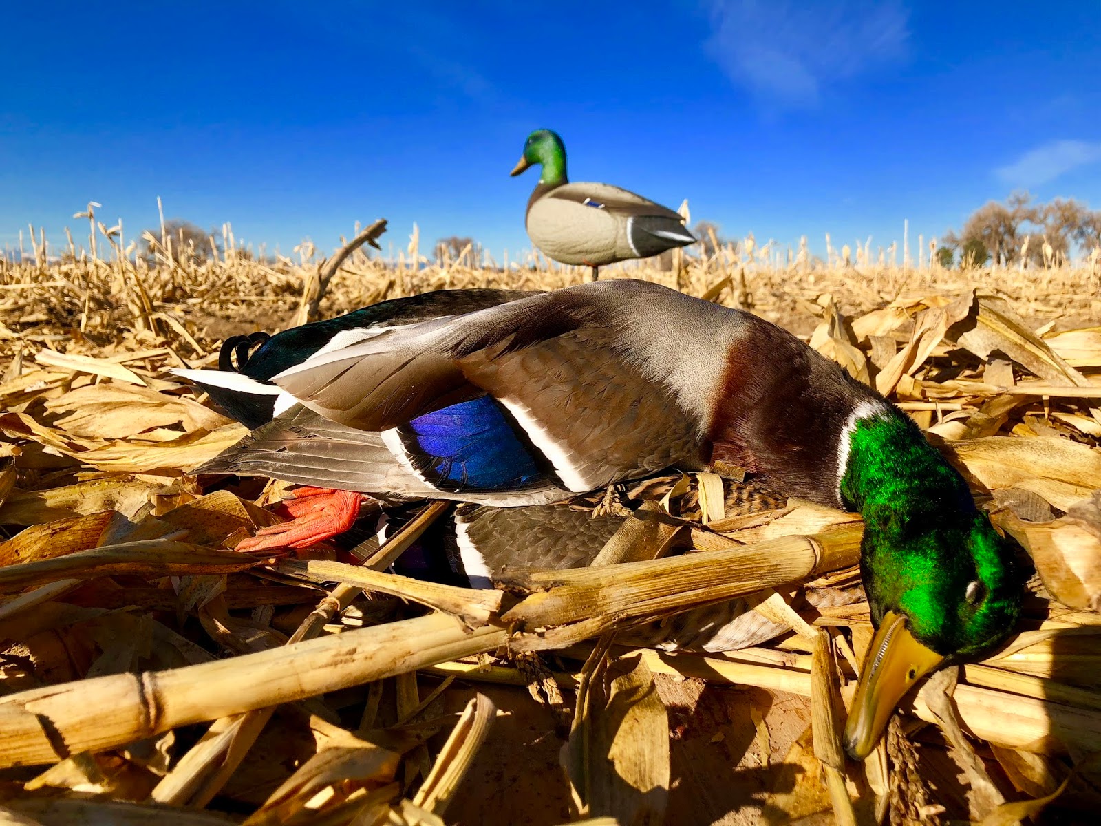 Epic Colorado Waterfowl Hunting Gear Tactics More - c9lbwlq
