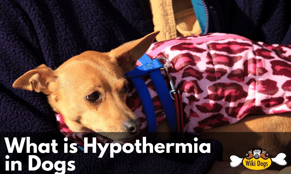 What is Hypothermia in Dogs And How Is It Treated?