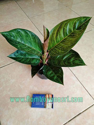 35 Jenis Aglaonema Beserta Gambar