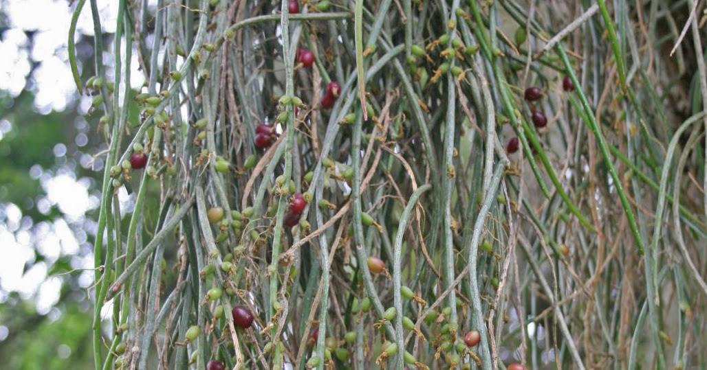 Argentina nativa Suelda con suelda (Rhipsalis aculeata)