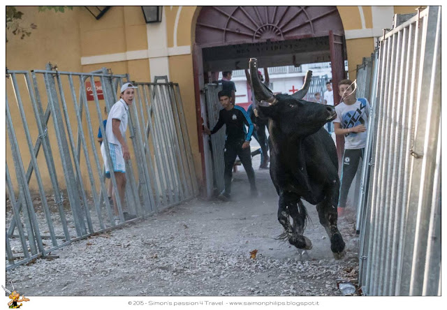 Corsa camarghese toro sbuffa Corsa camarghese toro sbuffa