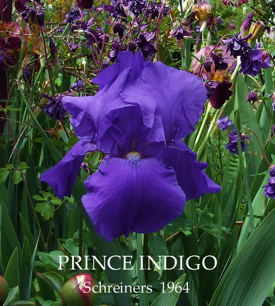 ирис indigo princess. индиго принцесса. индиго. индиго принцесса. ирис indigo princess.