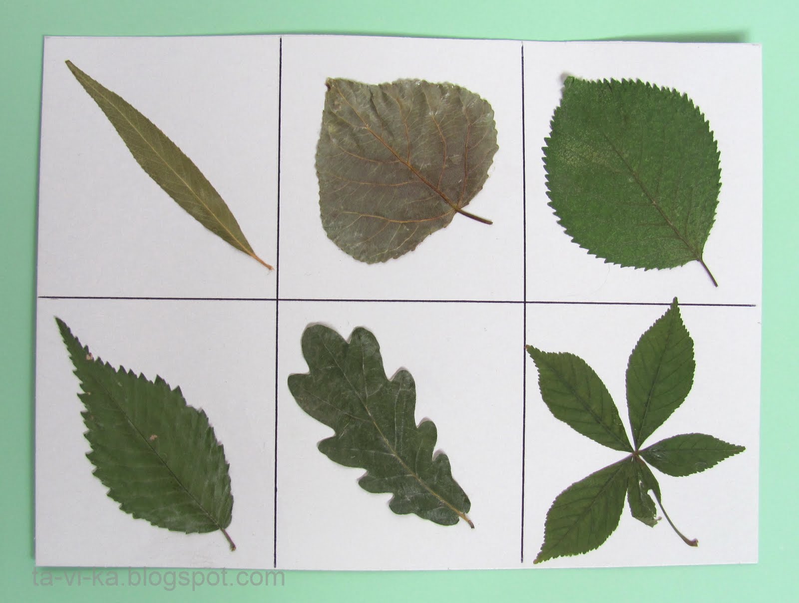 Название растения листья простые. Гербарий клен, дуб, береза. Гербарий клен. Листья для гербария с названиями. Листья разных деревьев.