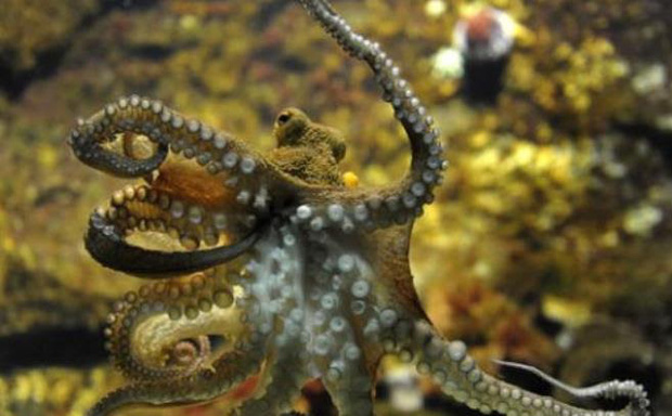 Vì sao bạch tuộc bị nghi ngờ là sinh vật ngoài hành tinh?