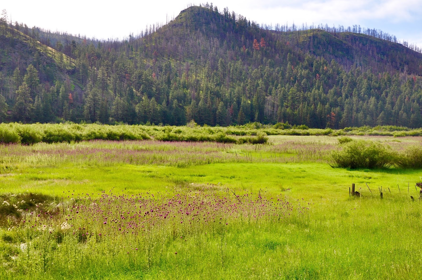 Finding Arizona Greer is Certainly Green!