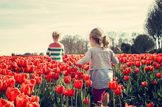 campo di tulipani