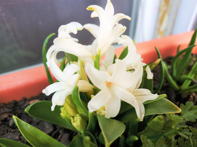 Jacinto (Hyacinthus spp.).