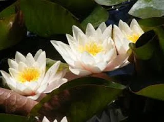 Lotus Nymphaea Lotus - berbagaireviews.com