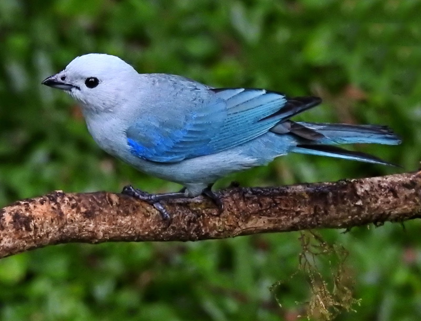 BIRDWALKERMONDAY 2432017 RANCHO NATURALISTA, COSTA RICA BLUE GREY