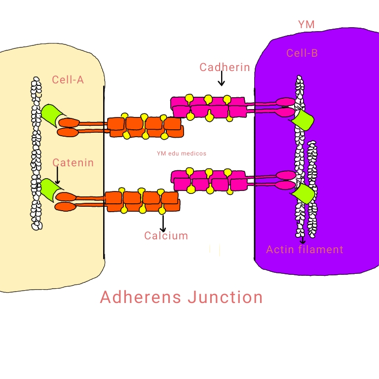DocsPhysiologyADHERENS JUNCTION, FOCAL ADHESION(ANCHORING JUNCTION)PhysiologyDocs