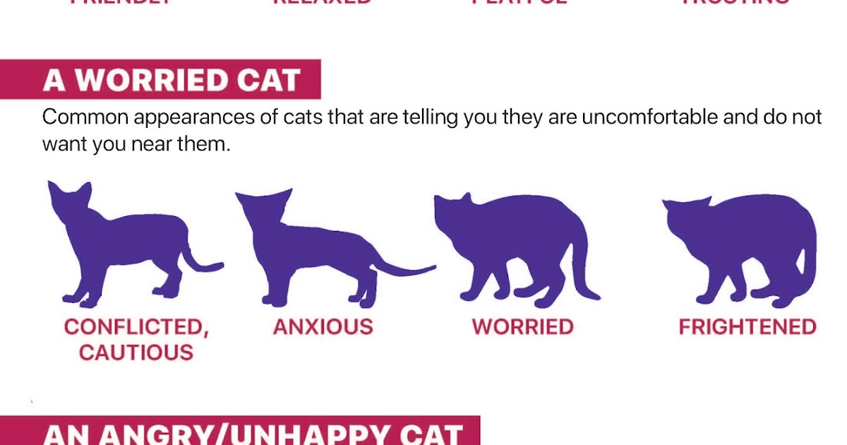 Paws For Effect A Visual Guide to Cat Behavior