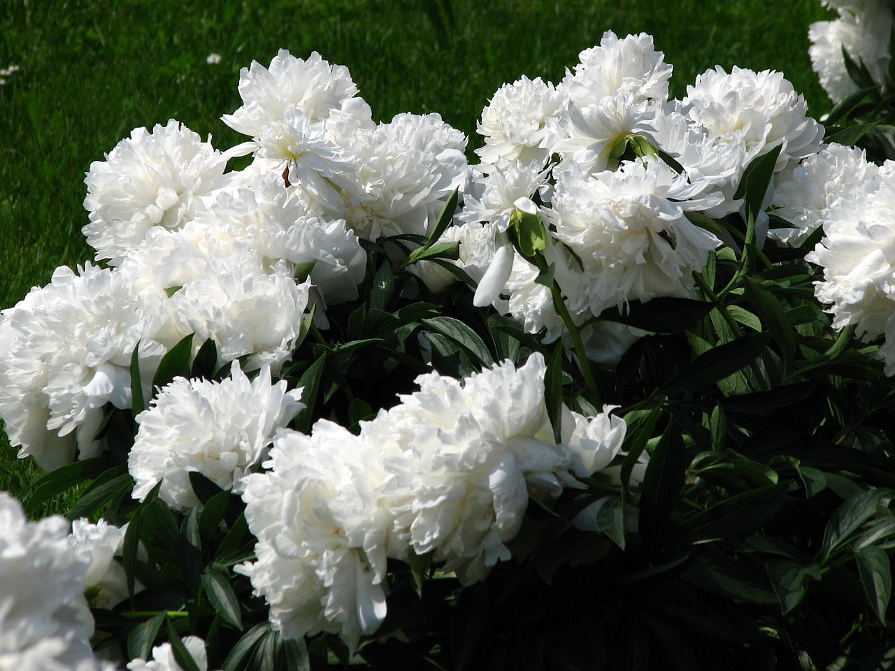 Пион аргентина описание Пион аргентина описание