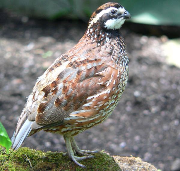 cút bobwhite miền bắc, về cút bobwhite miền bắc, cút bobwhite miền bắc, cút bobwhite, cút bobwhite, ngoại hình cút bobwhite miền bắc, giống cút bobwhite miền bắc, thông tin giống cút bobwhite miền bắc, sự thật giống cút bobwhite miền bắc, hành vi chim cút bobwhite miền bắc, chăm sóc chim cút bobwhite miền bắc , chăm sóc chim cút bobwhite miền bắc, màu lông cút bobwhite miền bắc, đặc điểm chim cút bobwhite miền bắc, giống chim cút bobwhite miền bắc, phát triển chim cút bobwhite miền bắc, trứng cút bobwhite miền bắc, sự thật chim cút bobwhite miền bắc, cút bobwhite miền bắc lấy thịt, trang trại nuôi chim cút bobwhite miền bắc, bobwhite miền bắc nuôi chim cút, lịch sử chim cút bobwhite miền bắc, thông tin chim cút bobwhite miền bắc, hình ảnh chim cút bobwhite miền bắc, thịt cút bobwhite miền bắc, nguồn gốc chim cút bobwhite miền bắc, ảnh chim cút bobwhite miền bắc,hình ảnh chim cút bobwhite miền bắc, độ hiếm của chim cút bobwhite miền bắc, cách nuôi chim cút bobwhite miền bắc, nuôi chim cút bobwhite miền bắc, kích thước chim cút bobwhite miền bắc, tính khí chim cút bobwhite miền bắc, thuần hóa chim cút bobwhite miền bắc, cách sử dụng cút bobwhite miền bắc, giống cút bobwhite miền bắc, trọng lượng chim cút bobwhite miền bắc