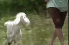 pom6.gif